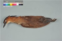 藏品(黑冠麻鷺)的圖片